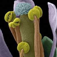 Partes reproductivas de una planta