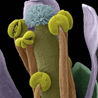 Partes reproductivas de una planta